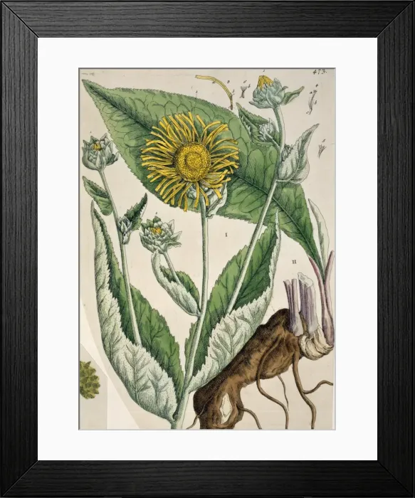 Framed Print : Inula helenium, elecampane Framed Print : Inula helenium, elecampane