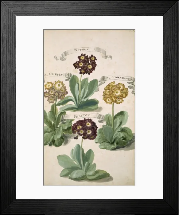 Framed Print : Primula auricula, mountain cowslip Framed Print : Primula auricula, mountain cowslip