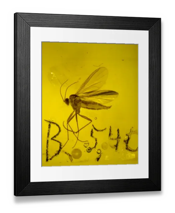 Framed Print : Fungus gnat in amber Framed Print : Fungus gnat in amber