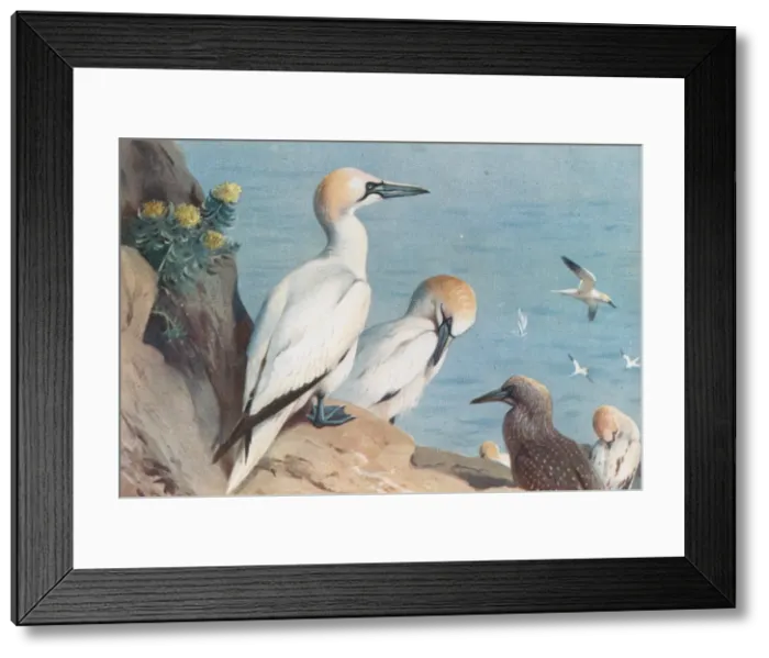 Framed Print : Morus bassanus, northern gannet Framed Print : Morus bassanus, northern gannet