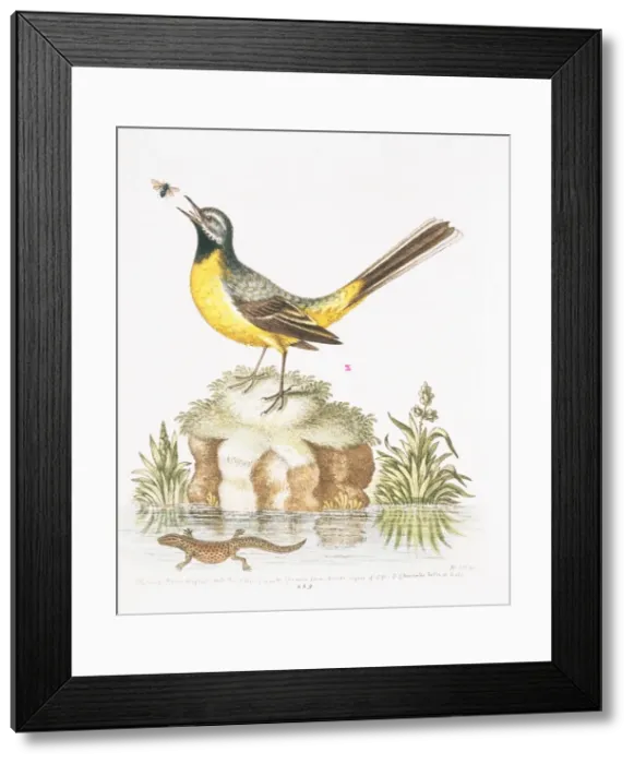 Framed Print : Motacilla cinerea, grey wagtail Framed Print : Motacilla cinerea, grey wagtail