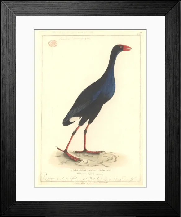 Framed Print : Porphyrio porphyrio melanotus, purple swamphen Framed Print : Porphyrio porphyrio melanotus, purple swamphen