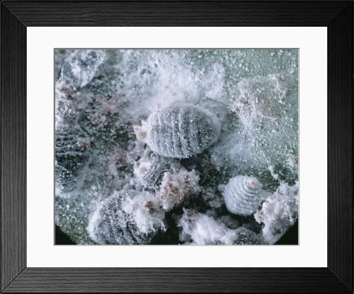 Framed Print : Dactyloprus coccus, scale insect Framed Print : Dactyloprus coccus, scale insect