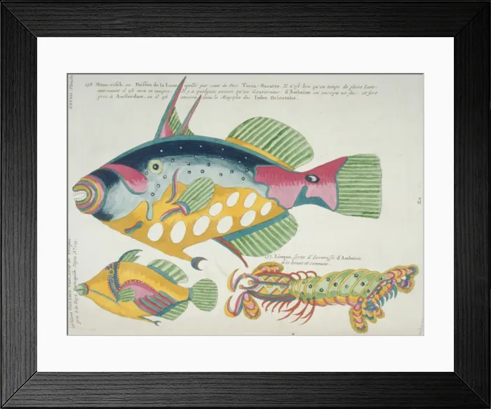Framed Print : Colourful illustration of two fish and a stomatopod Framed Print : Colourful illustration of two fish and a stomatopod