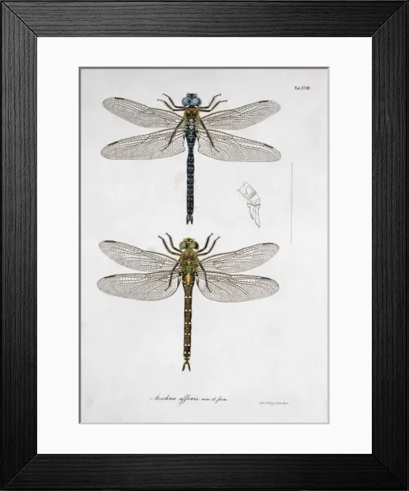 Framed Print : Plate 18 from Libellulinae Europaeae by de Charpentier Framed Print : Plate 18 from Libellulinae Europaeae by de Charpentier