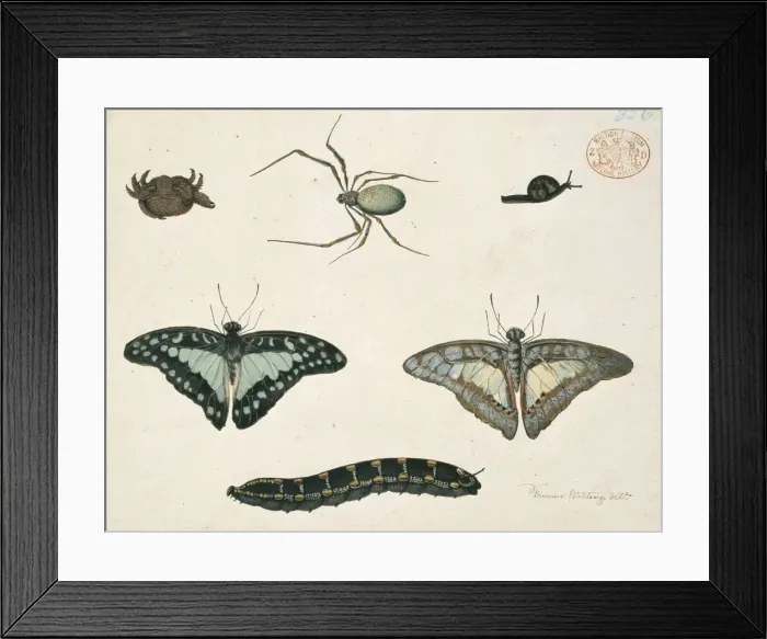 Framed Print : Insects. Drawing 402 from the Watling Collection simply titled a crab Framed Print : Insects. Drawing 402 from the Watling Collection simply titled a crab