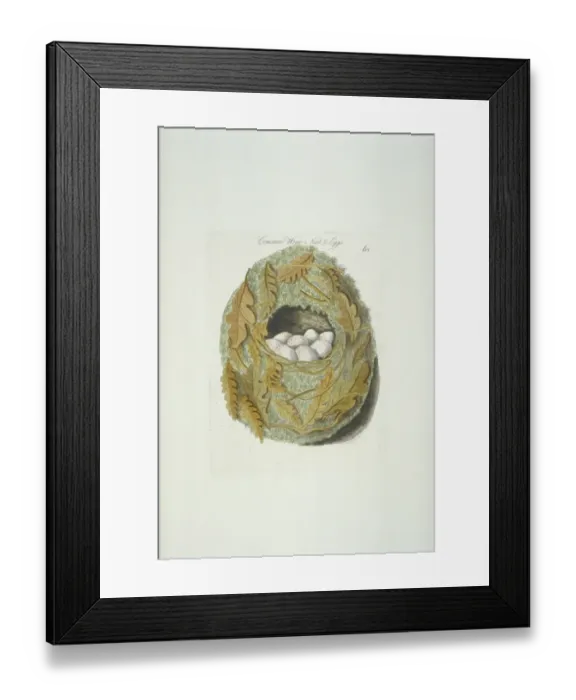 Framed Print : Troglodytes troglodytes, winter wren nest and eggs Framed Print : Troglodytes troglodytes, winter wren nest and eggs