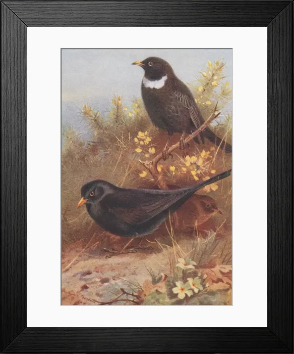 Framed Print : Turdus torquatus, ring ouzel, Turdus merula, blackbird Framed Print : Turdus torquatus, ring ouzel, Turdus merula, blackbird