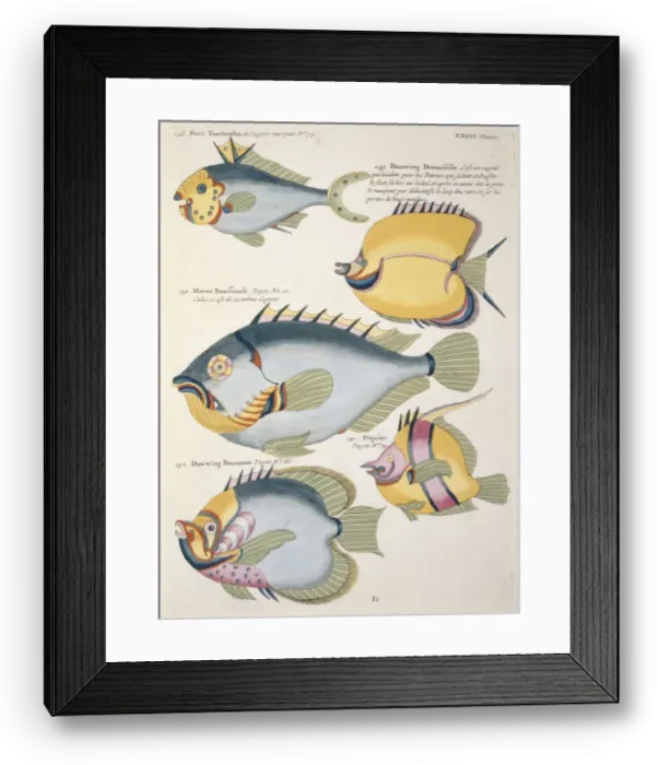 Framed Print : Colourful illustration of five fish Framed Print : Colourful illustration of five fish
