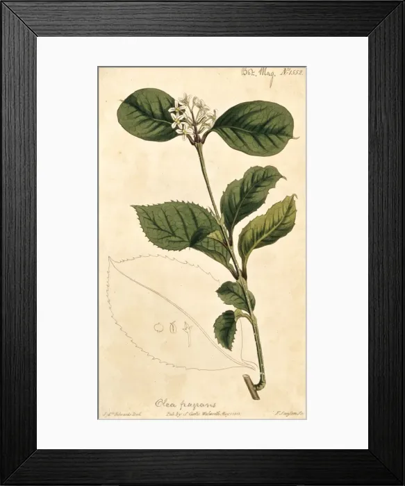 Framed Print : Olea fragrans, sweet olive Framed Print : Olea fragrans, sweet olive