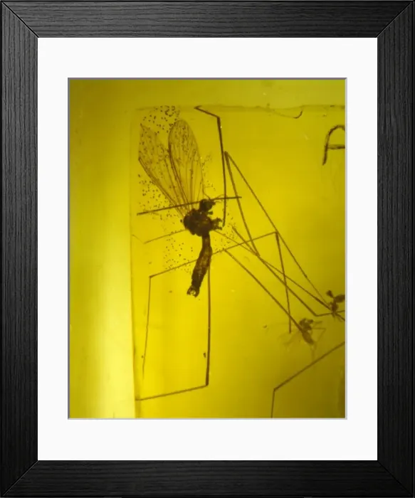 Framed Print : Crane Fly in baltic amber Framed Print : Crane Fly in baltic amber