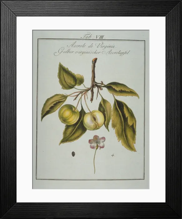 Framed Print : Mespilus germanica, Neapolitan medlar Framed Print : Mespilus germanica, Neapolitan medlar