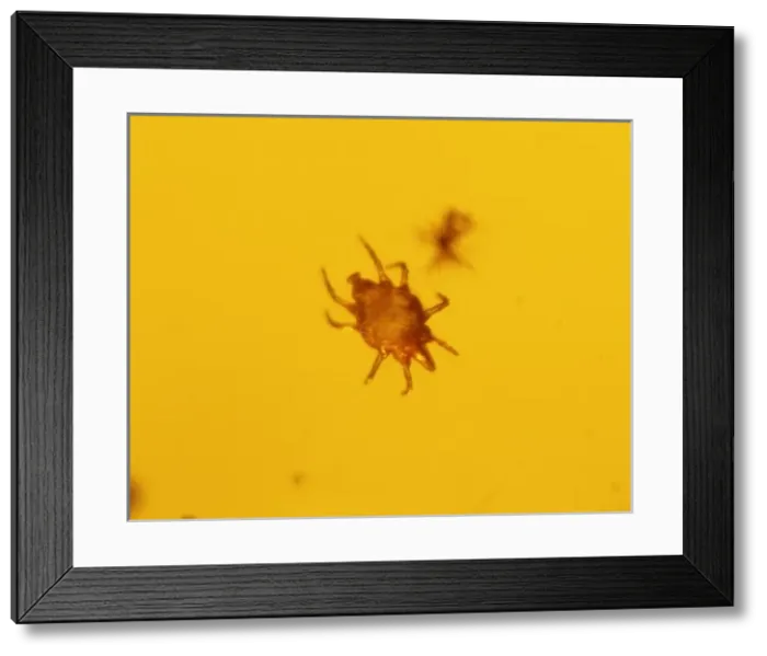 Framed Print : Mite in baltic amber Framed Print : Mite in baltic amber