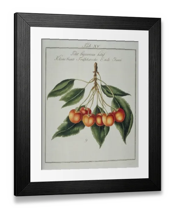 Framed Print : Prunus sp. small early whiteheart cherry Framed Print : Prunus sp. small early whiteheart cherry