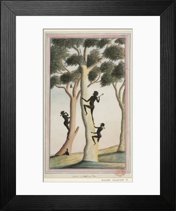 Framed Print : Aboriginal method of climbing trees Framed Print : Aboriginal method of climbing trees