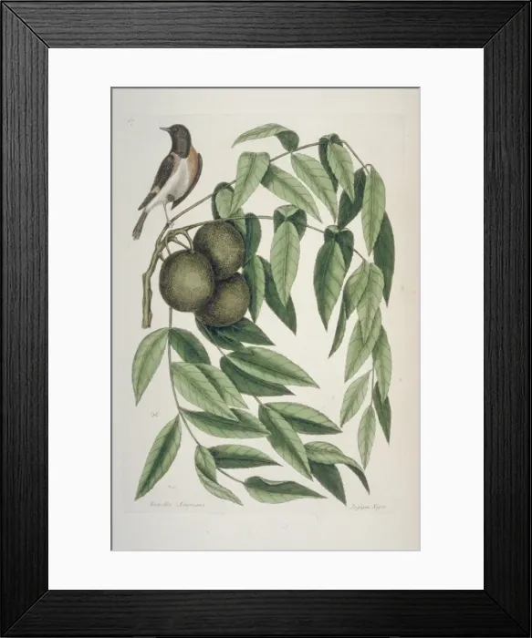 Framed Print : Setophaga ruticilla, American redstart Framed Print : Setophaga ruticilla, American redstart