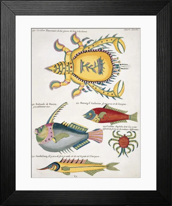 Framed Print : Colourful illustration of three fish and two crabs