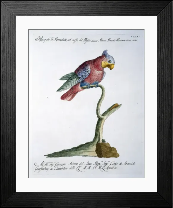 Framed Print : Psittacula sp. parakeet Framed Print : Psittacula sp. parakeet