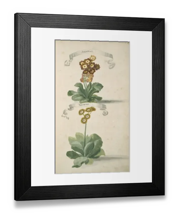 Framed Print : Auricula sp. primrose Framed Print : Auricula sp. primrose