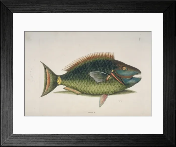 Framed Print : Sparisoma viride, stoplight parrotfish Framed Print : Sparisoma viride, stoplight parrotfish