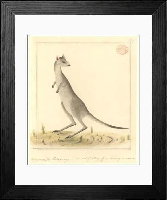 Framed Print : Macropus giganteus, eastern gray kangaroo Framed Print : Macropus giganteus, eastern gray kangaroo
