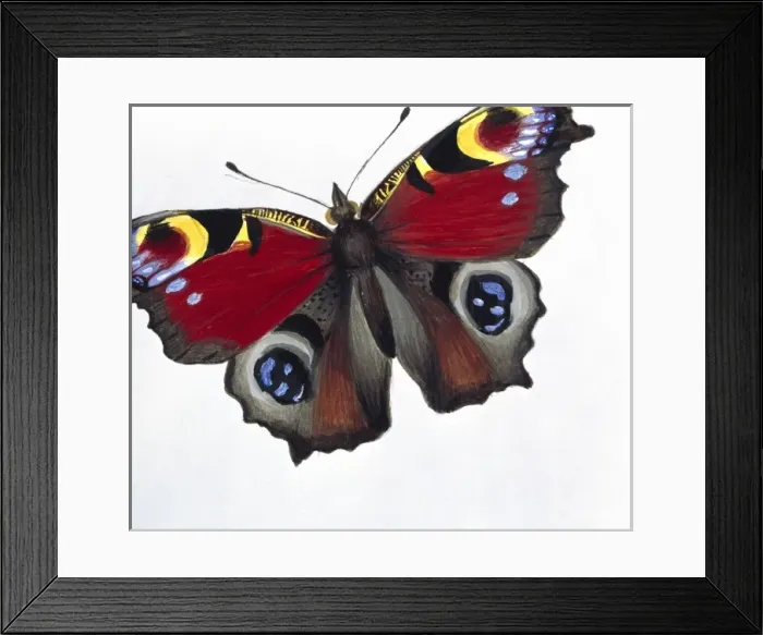 Framed Print : Inachis io, peacock butterfly Framed Print : Inachis io, peacock butterfly