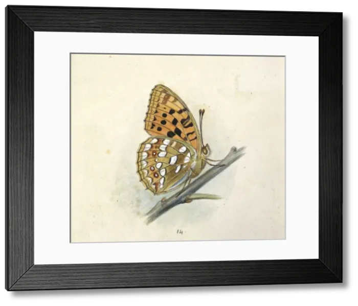 Framed Print : Arygynnis adippe, high brown fritillary Framed Print : Arygynnis adippe, high brown fritillary