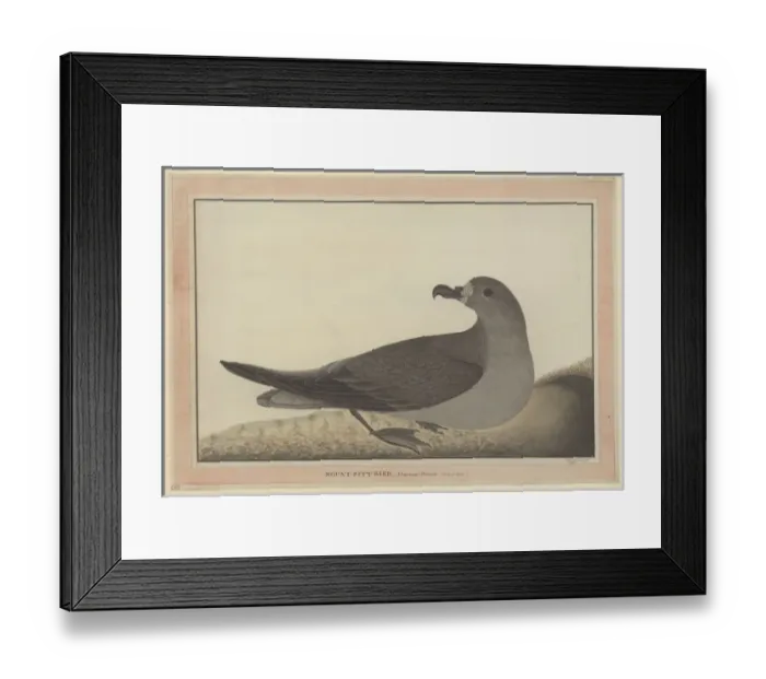 Framed Print : Pterodroma solandri, Providence petrel Framed Print : Pterodroma solandri, Providence petrel