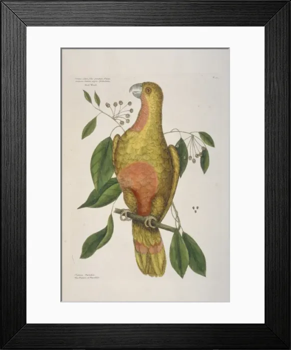 Framed Print : Amazona leucopcephala, Cuban parrot Framed Print : Amazona leucopcephala, Cuban parrot