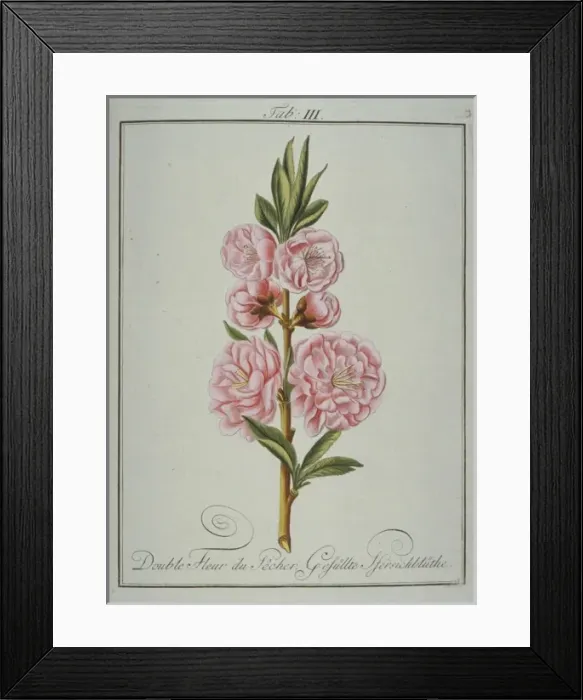 Framed Print : Prunus persica, double peach flower Framed Print : Prunus persica, double peach flower
