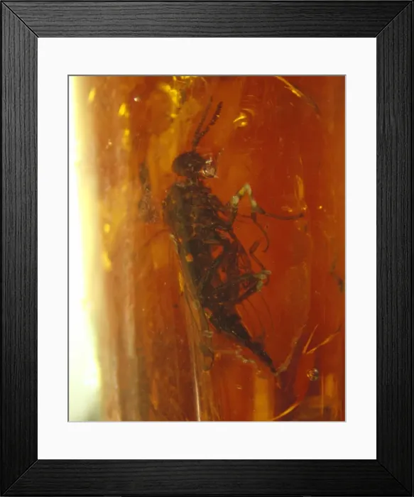 Framed Print : Snipe fly in Baltic amber Framed Print : Snipe fly in Baltic amber