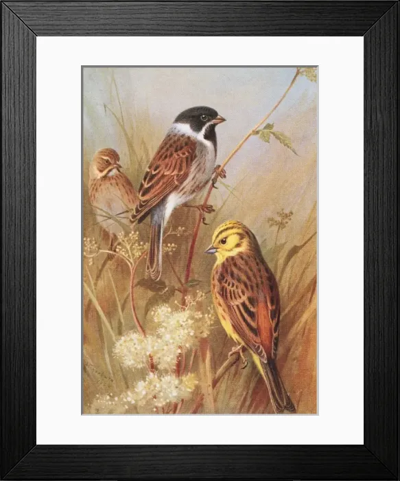Framed Print : Emberiza schoeniclus, reed bunting, Emberiza citrinella, yel Framed Print : Emberiza schoeniclus, reed bunting, Emberiza citrinella, yel