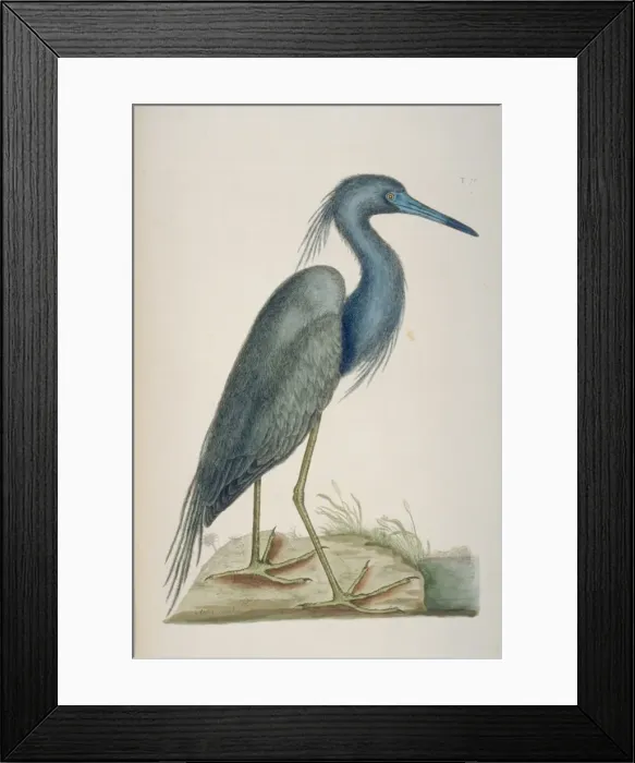 Framed Print : Egretta caerulea, little blue heron Framed Print : Egretta caerulea, little blue heron