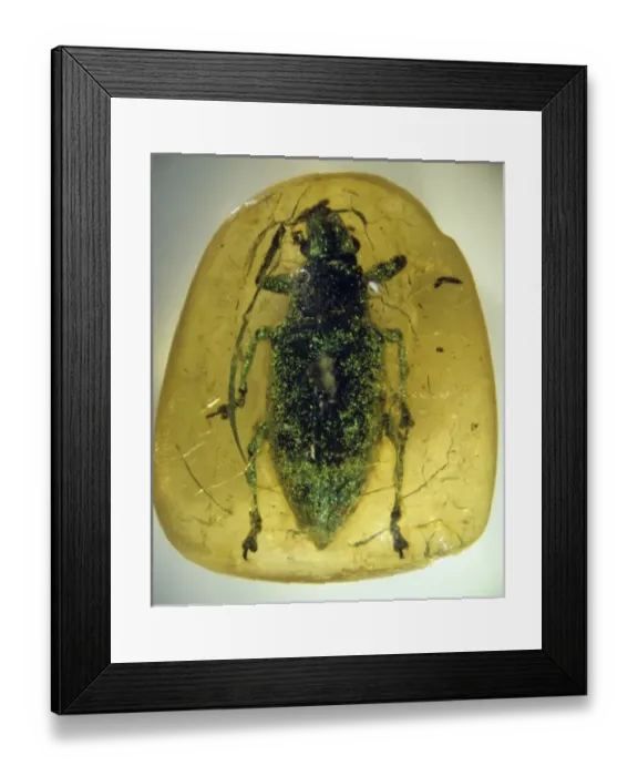 Framed Print : Fake amber Framed Print : Fake amber