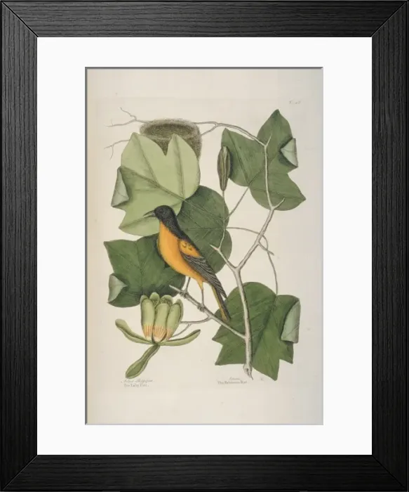 Framed Print : Icterus galbula, Baltimore oriole Framed Print : Icterus galbula, Baltimore oriole
