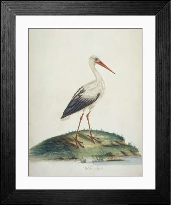 Framed Print : Ciconia ciconia, European white stork
