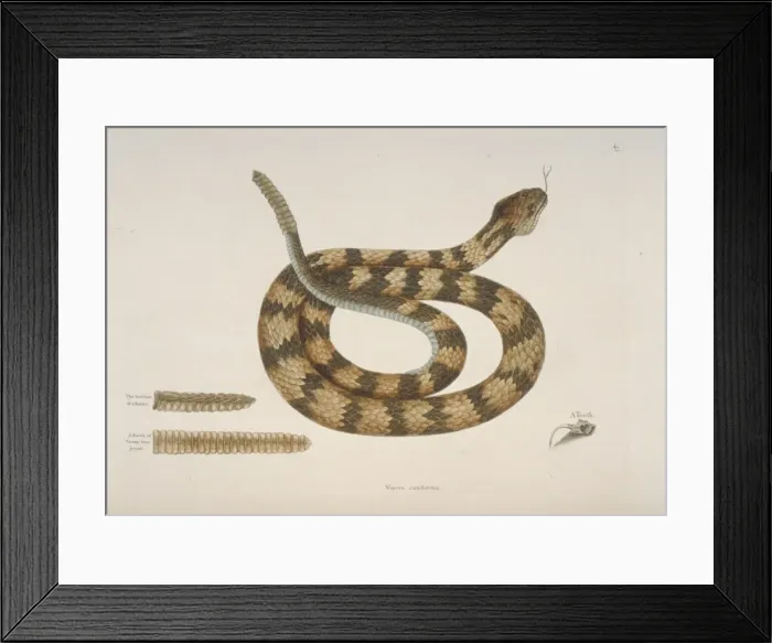 Framed Print : Crotalus sp. rattlesnake Framed Print : Crotalus sp. rattlesnake