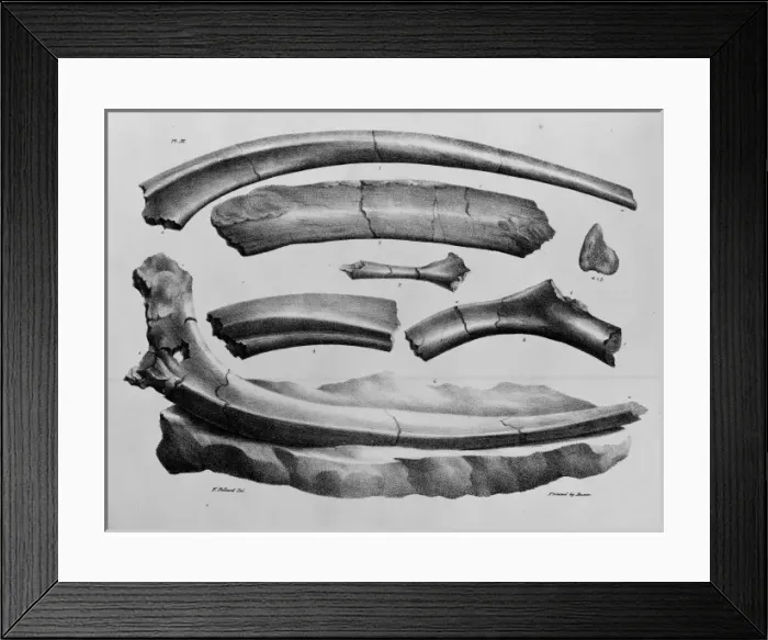 Framed Print : Plate 11. Mantells Geology of Sussex Framed Print : Plate 11. Mantells Geology of Sussex