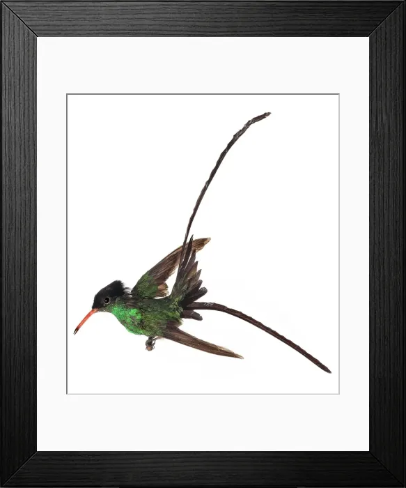 Framed Print : Trochilus polytmus, red-billed streamertail Framed Print : Trochilus polytmus, red-billed streamertail