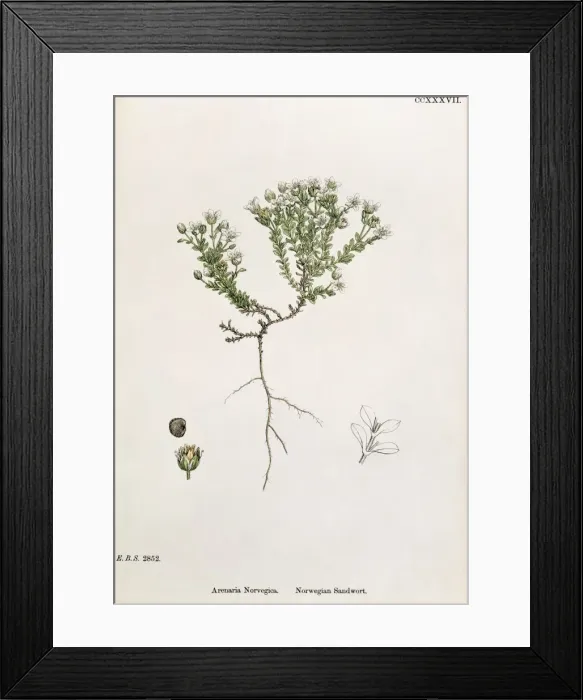 Framed Print : Arenaria norvegica, Norwegian sandwort Framed Print : Arenaria norvegica, Norwegian sandwort