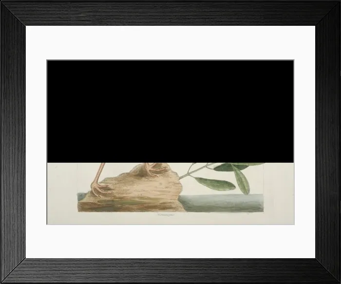 Framed Print : Haematopus palliatus, American oystercatcher Framed Print : Haematopus palliatus, American oystercatcher