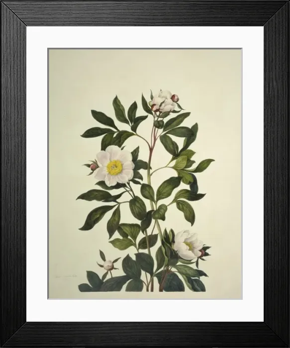 Framed Print : Paeonia sp. peony Framed Print : Paeonia sp. peony