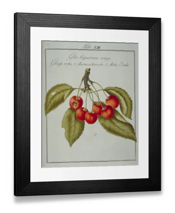 Framed Print : Prunus sp. large red whiteheart cherry Framed Print : Prunus sp. large red whiteheart cherry