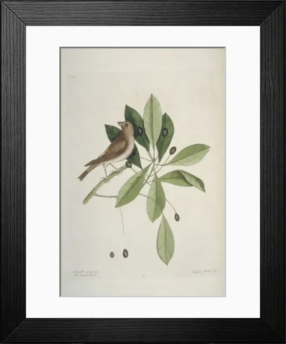 Framed Print : Carpodacus purpureus, purple finch Framed Print : Carpodacus purpureus, purple finch