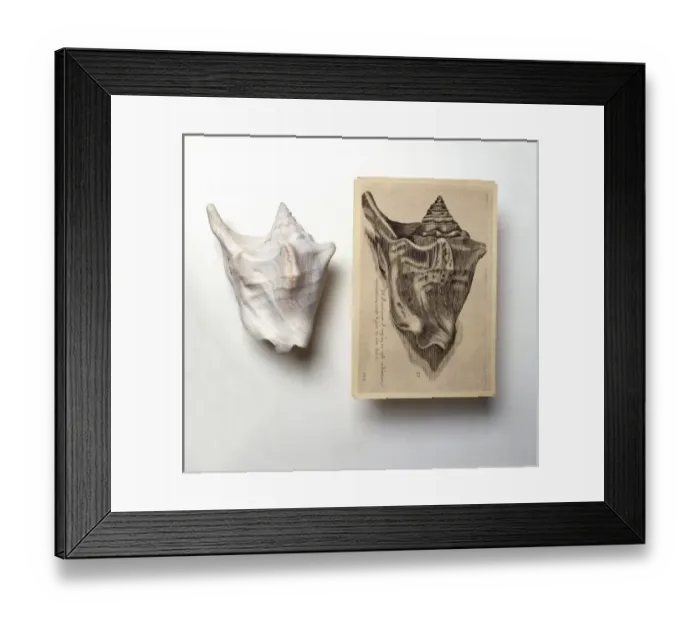 Framed Print : Strombus tricornis, lightfoot Framed Print : Strombus tricornis, lightfoot