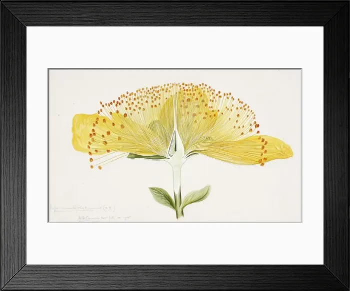 Framed Print : Hypericum sp. St. Johnswort Framed Print : Hypericum sp. St. Johnswort