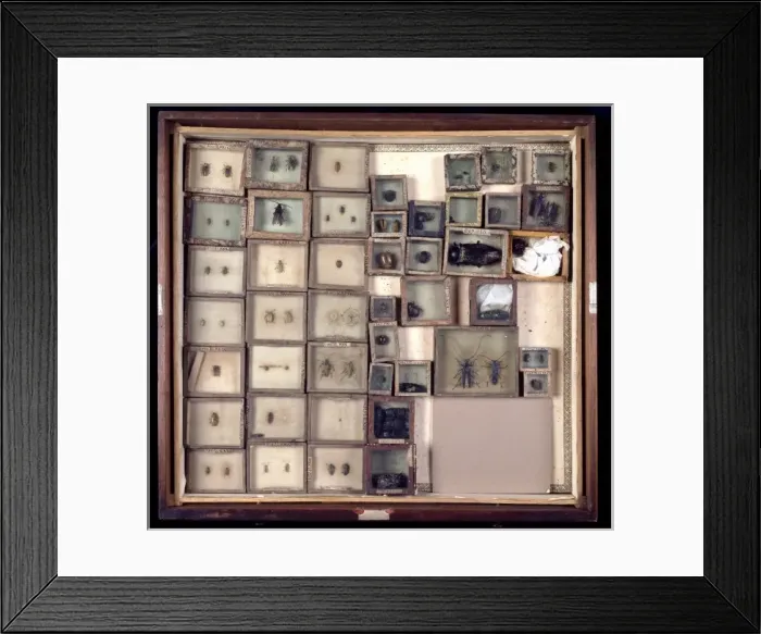 Framed Print : Various beetles Framed Print : Various beetles