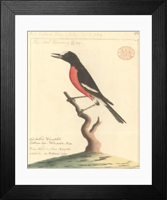 Framed Print : Petroica multicolor, Pacific robin Framed Print : Petroica multicolor, Pacific robin