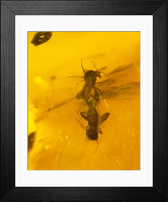 Framed Print : Midge in Baltic amber Framed Print : Midge in Baltic amber