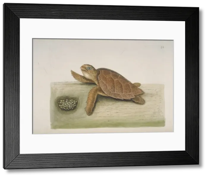 Framed Print : Eretmochelys imbricata, hawksbill turtle Framed Print : Eretmochelys imbricata, hawksbill turtle